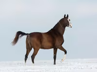 Madyan, Akhal-Teke — foto 2