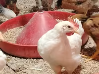 Chickens — foto 3