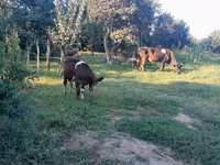 İnək, Simmental cattle — foto 7