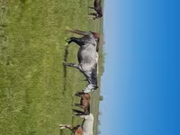Кобила, Kazakh horse — фото 1