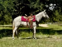 Stute, Quarter Horse — Foto 1