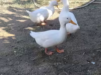 Ducks — foto 1