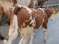 İnək, Simmental cattle — foto 4
