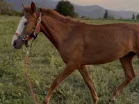 Hengst, Tiger horse — Foto 2