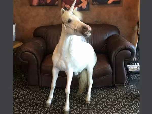 Madyan, Miniature horse