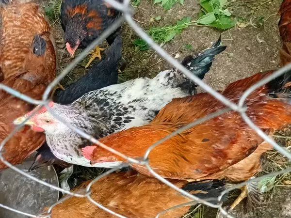 Chickens — Armaniston