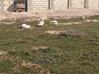 Geese — foto 3