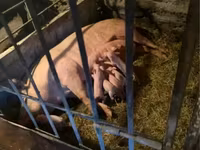 Säue, Schweine — Foto 4