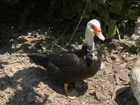 Domestic Muscovy — photo 6