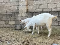 Ziege, Saanen goat — Foto 3