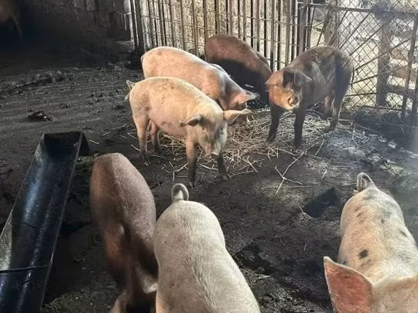 猪（批次，未指定性别）, Pigs