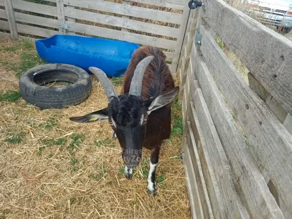 Kozy (partia, płeć nieokreślona), Poitou goats