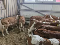 Rinder (Partie, Geschlecht nicht angegeben), Simmental cattle — Foto 3