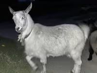 Goats (batch, sex not specified), Goats — photo 4