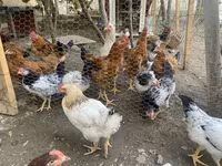 Chickens — फ़ोटो 4