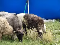 Schaf, Romanov sheep — Foto 4
