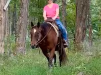 Madyan, Quarter Horse — foto 5