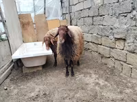Ram, Sheep — photo 5