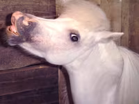 Mare, Miniature horse — photo 7