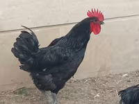 Australorp — photo 3