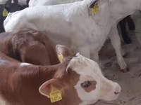 Rinder (Partie, Geschlecht nicht angegeben), Simmental cattle — Foto 2