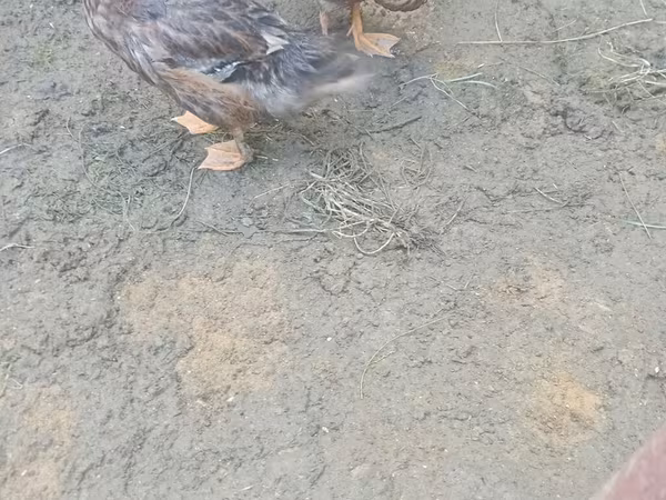 Утки