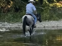 घोड़ा, Quarter Horse — फ़ोटो 4