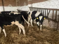 بقرة, Russian Black pied cattle — الصورة 1