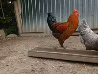 Chickens — Foto 1
