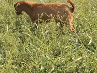 Sheep (batch, sex not specified), Sheep — photo 1