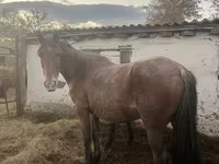 Égua, Cavalos — foto 4