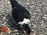 Domestic Muscovy — photo 1