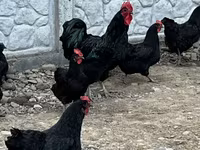 Australorp — photo 1