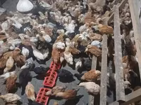 Chickens — photo 3