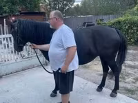 Égua, Hucul pony — foto 3