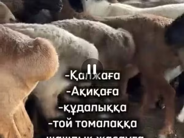 Qoç, Qoyunlar