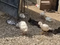 Chickens — foto 1