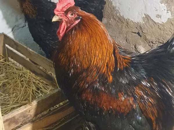 Brahma — Azerbaijan