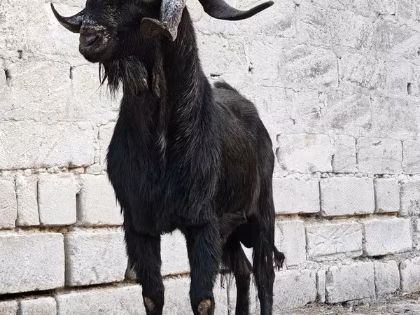 Keçi, Anatolian Black goats
