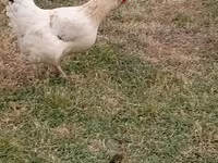 Brahma — foto 6