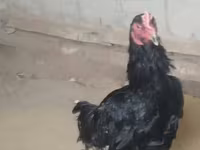 Chickens — foto 1