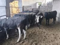 Buğa, Karakul — foto 5