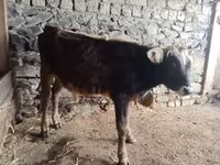 Buğa, Mal-qara — foto 2