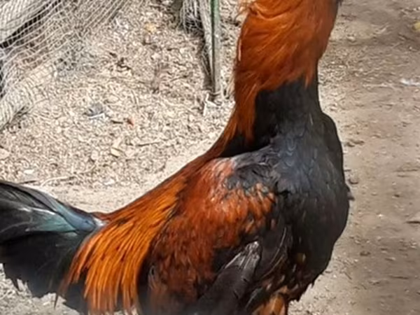 Chickens — Azerbaijan