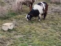 Ziegen (Partie, Geschlecht nicht angegeben), Saanen goat — Foto 6