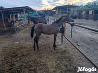 Cavalo, Shagya — foto 4