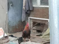 Chickens — फ़ोटो 4