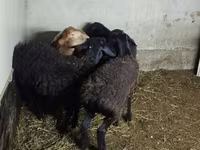 Qoyun, Hissar sheep — foto 2