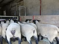 Qoyun, White Suffolk sheep — foto 2