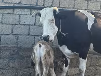 بقرة, Simmental cattle — الصورة 1